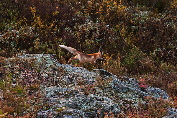 포토 JPG 해외이미지 주간 나무 한마리 자연 풍경 사람없음 야외 걷기 가을풍경 가을 바위 풀 여우 붉은여우 해외포토 자연요소 식물 1 계절 포유류 모션 돌_바위 생태계 파일형식 가을_계절 이미지허브