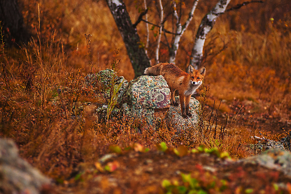 포토 JPG 해외이미지 주간 한마리 자연 풍경 사람없음 야외 가을풍경 주황색 가을 바위 풀 여우 붉은여우 해외포토 자연요소 식물 1 계절 컬러 포유류 돌_바위 생태계 파일형식 가을_계절 이미지허브