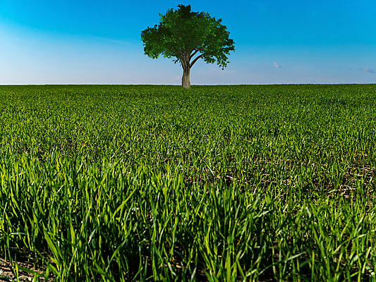 포토 JPG 해외이미지 나무 식물 1 계절 공원 백그라운드 잎 밭 농업 자연 하늘 날씨 사람없음 야외 목재 초록색 파란색 빛 햇빛 뷰티 농장 갈색 노란색 환경 봄 나뭇가지 시골 고독 큼 싱글 정사각형 내추럴 옛날 혼자 수평선 해외포토 도형 공공시설 감정 산업 컬러 재료 태양 크기 생태계 파일형식 이미지허브
