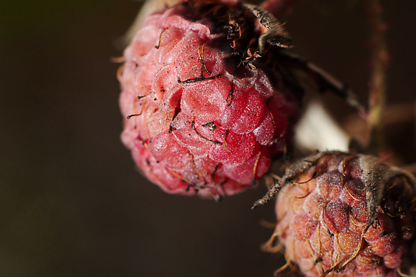 포토 JPG 해외이미지 식물 열매 겨울 농업 자연 씨앗 취미 사람없음 빨간색 수확 질병 원예 서리 산딸기 돌봄 썩음 적자 해외포토 계절 산업 컬러 과일 의학 모션 생태계 파일형식 이미지허브