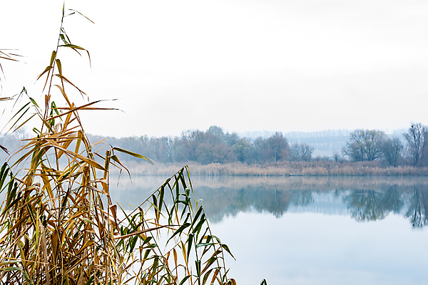 포토 JPG 해외이미지 나무 식물 계절 공원 호수 야생동물 줄기 백그라운드 컨셉 잎 밭 자연 지팡이 하늘 바람 날씨 건조 갈대 풍경 초원 사람없음 야외 물 파란색 빛 강 갈색 노란색 환경 가을 나뭇가지 시골 연못 숲 10월 내추럴 해외포토 자연요소 동물 공공시설 컬러 농업 날짜 생태계 파일형식 이미지허브