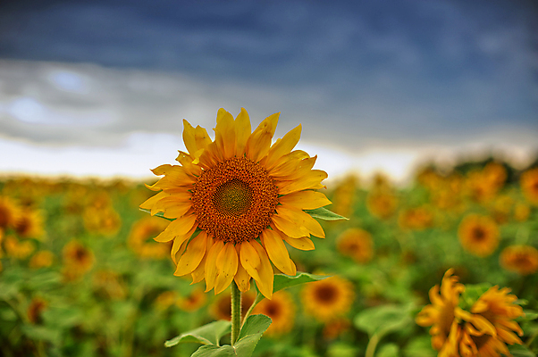 포토 JPG 해외이미지 주간 꽃밭 해바라기 풍경 사람없음 야외 아웃포커스 여름 일몰 해외포토 자연요소 계절 꽃 촬영기법 노을 파일형식 이미지허브