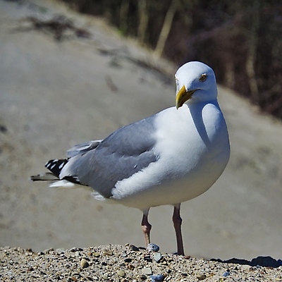 포토 JPG 해외이미지 동물 유럽 야생동물 바다 섬 날개 자연 갈매기 조류 하늘 휴가 해변 사람없음 야외 물 파란색 관광지 자유 흰색 작음 깃털 부리 북쪽 내추럴 동물상 무료 청어 해외포토 자연요소 나라 컬러 여행 컨셉 어류 조형물 크기 방향 생태계 파일형식 이미지허브