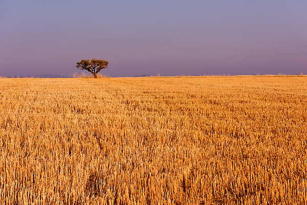 포토 JPG 해외이미지 주간 나무 밭 농업 풍경 사람없음 야외 가을 해외포토 자연요소 식물 계절 산업 파일형식 이미지허브