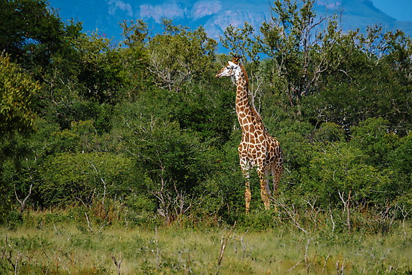 포토 JPG 해외이미지 나무 동물 공원 아시아 야생동물 여행 백그라운드 잎 패턴 포유류 아프리카 자연 하늘 초식동물 동물원 사람없음 초록색 파란색 갈색 머리 게임 흰색 나뭇가지 황무지 큼 먹기 기린 사파리 목 케냐 내추럴 남아프리카 사바나 수유 전국 해외포토 식물 공공시설 나라 컬러 무늬 모션 놀이 신체부위 크기 생태계 파일형식 이미지허브