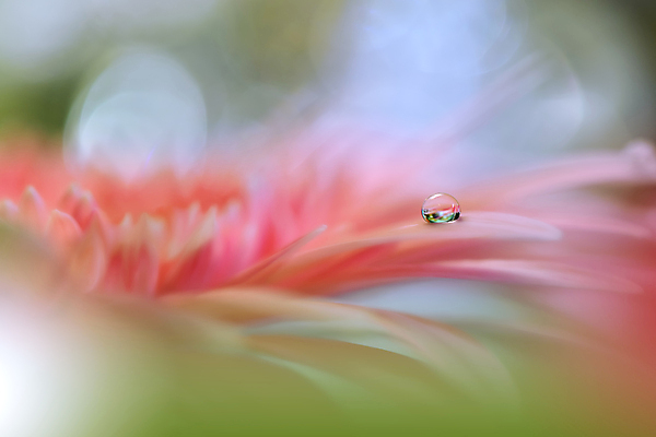 포토 JPG 해외이미지 식물 디자인 배너 꽃 백그라운드 꽃무늬 자연 벽지 추상 휴가 새로움 기념 사랑 미술 사람없음 장식 컬러풀 뷰티 봄 낭만 덮개 벚꽃 물방울 축하 인사 신용카드 메뉴 데이지 캔버스 초대 파스텔톤 국경 해외포토 계절 감정 컬러 컨셉 무늬 문화예술 금융 뚜껑 예절 생태계 파일형식 이미지허브