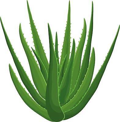 EPS 해외이미지 식물 디자인 꽃 백그라운드 잎 일러스트 재료 자연 선인장 건강 치료 초록색 물 약 주스 화장품 젖음 흰색 신선 액체 가시 약초 허브 피부 순수 피부관리 유기농 내추럴 고립 돌봄 알로에 엘리먼트 현실 해외일러스트 자연요소 웰빙 음료 컬러 컨셉 의학 모션 신체부위 뷰티 풀_식물 생태계 파일형식 벡터 이미지허브