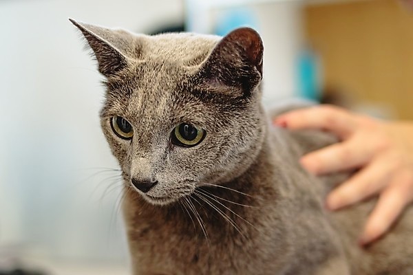 포토 JPG 해외이미지 한마리 손 응시 실내 아웃포커스 신체부위 귀여움 고양이 애견미용 애견미용사 쓰다듬기 해외포토 1 시선 컨셉 포유류 모션 촬영기법 사람 내부 반려동물 뷰티 미용사 파일형식 이미지허브