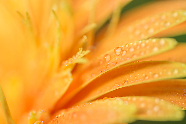 포토 JPG 해외이미지 식물 계절 꽃잎 꽃 백그라운드 꽃무늬 패턴 오렌지 자연 사람없음 물 뷰티 노란색 검은색 봄 젖음 성장 벚꽃 흰색 물방울 신선 개화 닫기 떨어짐 데이지 거베라 해외포토 자연요소 컬러 컨셉 무늬 과일 모션 생태계 파일형식 이미지허브