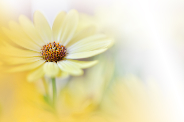 포토 JPG 해외이미지 식물 디자인 배너 꽃 백그라운드 꽃무늬 자연 벽지 추상 휴가 새로움 기념 사랑 미술 사람없음 장식 여름 컬러풀 뷰티 봄 낭만 덮개 벚꽃 축하 인사 신용카드 메뉴 데이지 캔버스 초대 파스텔톤 국경 해외포토 계절 감정 컬러 컨셉 무늬 문화예술 금융 뚜껑 예절 생태계 파일형식 이미지허브