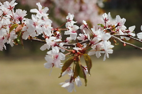 포토 JPG 해외이미지 식물 계절 공원 꽃잎 꽃 백그라운드 잎 자연 벽지 부활절 사람없음 야외 초록색 뷰티 정원 봄 벚꽃 흰색 신선 개화 체리 향기 카피스페이스 해외포토 공공시설 기념일 컬러 과일 공백 생태계 냄새 파일형식 이미지허브