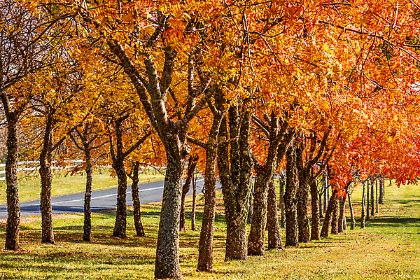 포토 JPG 해외이미지 주간 도로 길 낙엽 단풍나무 풍경 사람없음 야외 가을 해외포토 자연요소 나무 계절 단풍 잎 교통시설 파일형식 이미지허브