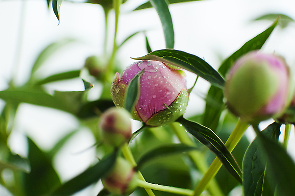 포토 JPG 해외이미지 식물 계절 꽃잎 꽃 분홍색 꽃다발 백그라운드 잎 꽃무늬 자연 벽지 사람없음 야외 초록색 뷰티 장미 정원 보라색 봄 낭만 수확 성장 벚꽃 시골 신선 개화 그룹 다발 묘사 라일락 내추럴 작약 많음 해외포토 컬러 컨셉 무늬 농업 생태계 파일형식 이미지허브