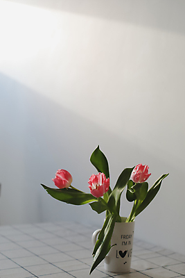 포토 JPG 해외이미지 실내 사람없음 머그컵 튤립 담기 해외포토 꽃 모션 내부 컵 파일형식 이미지허브