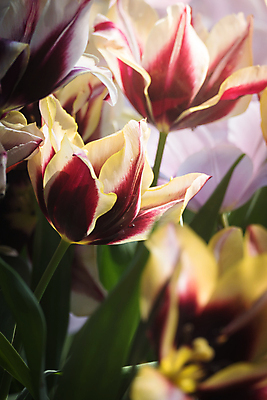 포토 JPG 해외이미지 식물 계절 공원 꽃잎 꽃 줄기 분홍색 꽃다발 백그라운드 잎 꽃무늬 밭 자연 초원 사람없음 빨간색 초록색 여름 파란색 빛 컬러풀 햇빛 태양 노란색 정원 맑음 봄 활발 들꽃 튤립 벚꽃 광선 흰색 전원 시골 신선 개화 우아함 내추럴 고립 해외포토 자연요소 공공시설 컬러 컨셉 무늬 농업 날씨 전기에너지 생태계 파일형식 이미지허브