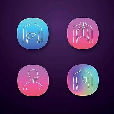 EPS 해외이미지 일러스트 사람모양 사람없음 컬러풀 심장 허파 어플리케이션 간 그라데이션 식도 해외일러스트 모양 컬러 장기_의학 호흡기관 파일형식 벡터 이미지허브