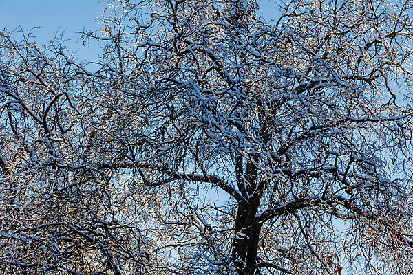 포토 JPG 해외이미지 나무 식물 계절 로우앵글 백그라운드 겨울 패턴 자연 하늘 추상 휴가 사람없음 야외 파란색 햇빛 환경 맑음 냉동 검은색 고요 꿈 나뭇가지 네트워크 시원함 12월 가득함 묘사 서리 상승 1월 내추럴 2월 카피스페이스 해외포토 뷰포인트 컬러 컨셉 무늬 날씨 태양 공백 날짜 생태계 파일형식 이미지허브