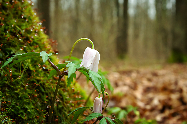 포토 JPG 해외이미지 식물 계절 공원 꽃 백그라운드 잎 꽃무늬 자연 새로움 초원 사람없음 야외 초록색 뷰티 정원 봄 성장 벚꽃 흰색 신선 개화 숲 내추럴 아네모네 헌병 해외포토 공공시설 컬러 컨셉 무늬 군인 생태계 파일형식 이미지허브