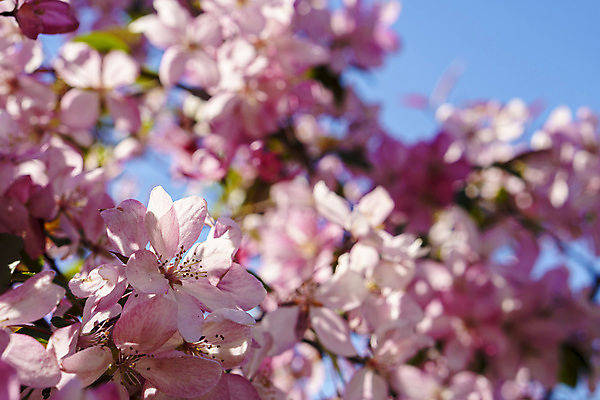 포토 JPG 해외이미지 주간 분홍색 봄꽃 자연 사람없음 야외 아웃포커스 봄 벚꽃 해외포토 자연요소 계절 꽃 컬러 촬영기법 생태계 파일형식 이미지허브