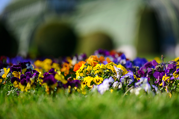 포토 JPG 해외이미지 식물 계절 공원 꽃잎 꽃 로우앵글 백그라운드 꽃무늬 밭 자연 사람없음 야외 초록색 파란색 컬러풀 뷰티 노란색 환경 정원 보라색 봄 성장 벚꽃 시골 신선 도시 개화 조경 내추럴 해외포토 공공시설 뷰포인트 컬러 무늬 농업 생태계 파일형식 이미지허브