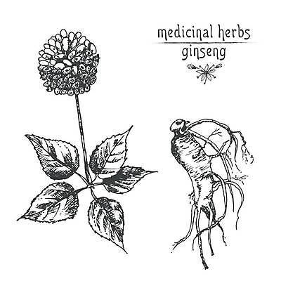 EPS 해외이미지 잎 일러스트 사람없음 빈티지 인삼 스케치 라인아트 손그림 인삼꽃 해외일러스트 식물 꽃 선 컨셉 미술 삼 파일형식 벡터 이미지허브