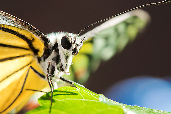 포토 JPG 해외이미지 식물 동물 야생동물 나비 곤충 백그라운드 잎 패턴 날개 오렌지 자연 벽지 갈매기 휴식 안테나 사람없음 빨간색 초록색 여름 빛 컬러풀 뷰티 노란색 환경 정원 검은색 벚꽃 흰색 벌레 숲 묘사 오브젝트 싱글 생물학 고립 동물상 전국 해외포토 계절 교육 꽃 컬러 컨셉 무늬 과일 통신 조류 조형물 생태계 파일형식 이미지허브