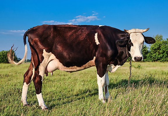 포토 JPG 해외이미지 전신 나무 얼굴 밭 농업 포유류 자연 하늘 서기 사람없음 초록색 강 농경지 가축 봄 소 군중 방목 주둥이 밭일 총구 해외포토 식물 동물 계절 산업 컬러 모션 사람 신체부위 농장 축산업 생태계 파일형식 이미지허브