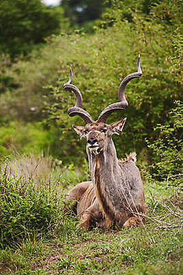 포토 JPG 해외이미지 나무 동물 공원 남자 야생동물 여행 포유류 아프리카 자연 초식동물 뿔 국립공원 성인 사람없음 야외 갈색 환경 게임 황무지 보호 트로피 사파리 황소 사냥 영양 남아프리카 무료 해외포토 식물 공공시설 나라 컬러 컨셉 놀이 사람 소 상_우승 생태계 파일형식 이미지허브