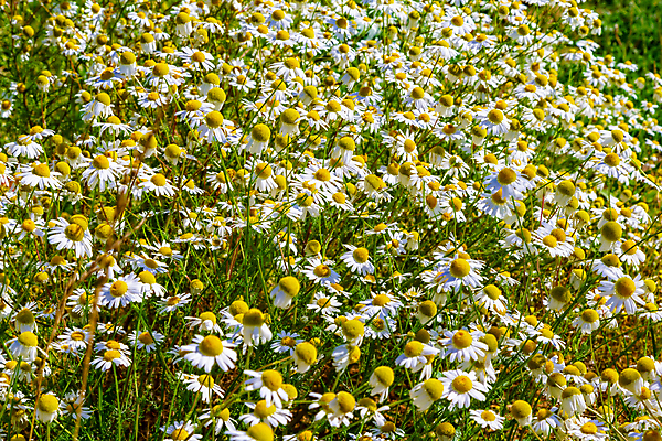 포토 JPG 해외이미지 식물 디자인 계절 꽃잎 꽃 백그라운드 꽃무늬 밭 자연 하늘 건강 잔디 사람없음 야외 초록색 파란색 빛 햇빛 태양 뷰티 약 노란색 환경 정원 맑음 봄 성장 벚꽃 흰색 시골 신선 개화 허브 데이지 내추럴 캐모마일 해외포토 자연요소 컬러 무늬 농업 의학 날씨 생태계 파일형식 이미지허브