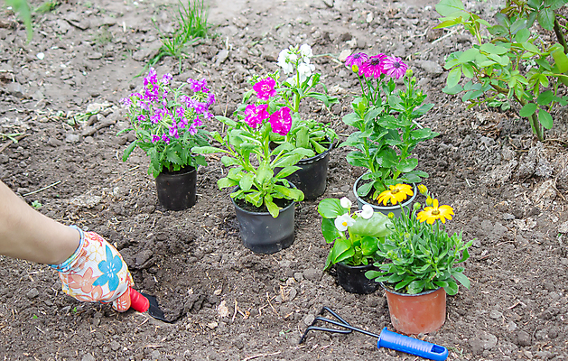 포토 JPG 해외이미지 식물 여자 꽃 행복 화분 백그라운드 사업가 가족 휴식 주택 취미 사람없음 야외 초록색 환경 정원 흙 봄 기쁨 성장 공구 도움 냄비 원예 조경 창업 화단 주인 뒤뜰 원예사 카피스페이스 중소기업 해외포토 직업 계절 감정 컬러 컨셉 회사 관계 사람 건물 공백 도구 솥 자영업 파일형식 이미지허브