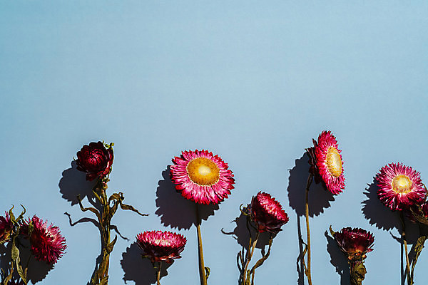 포토 JPG 해외이미지 식물 디자인 배너 꽃잎 꽃 백그라운드 컨셉 꽃무늬 텍스트 자연 건조 국화 사람없음 빨간색 파란색 뷰티 자르기 유기농 내추럴 얇은 취급주의 많음 미니멀리스트 해외포토 웰빙 컬러 무늬 모션 경고 생태계 파일형식 이미지허브