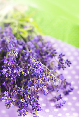 포토 JPG 해외이미지 주간 사람없음 야외 아웃포커스 보라색 라벤더 해외포토 자연요소 꽃 컬러 촬영기법 허브 파일형식 이미지허브