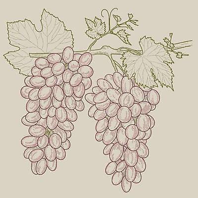 EPS 해외이미지 템플릿 배너 일러스트 포도 프레임 라벨 와인 시험 수확 맛 스케치 레드와인 화이트와인 다발 수집 메뉴 그림 복고 포도밭 포도나무 판화 우표 짐싸기 그런지 메를로 목판화 숙성 양조 엘리먼트 옛날 해외일러스트 교육 컨셉 밭 농업 과일 주류 미술 과일나무 파일형식 벡터 이미지허브