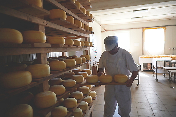 포토 JPG 해외이미지 노년 남자 공장 노동자 치즈 선반 쟁반 작업복 그림자 한명 들기 앞모습 빛 제조 저장 역광 발효 수납 숙성 저장소 전통방식 노인남자한명만 해외포토 직업 1 전통 옷 뷰포인트 가구 공업 모션 유제품 사람 성인 남자한명만 노인남자만 파일형식 이미지허브