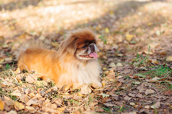 포토 JPG 해외이미지 주간 한마리 반려견 엎드리기 낙엽 사람없음 야외 아웃포커스 반려동물 산책 강아지 해외포토 자연요소 동물 1 잎 모션 휴식 촬영기법 개 파일형식 이미지허브