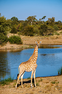 포토 JPG 해외이미지 나무 동물 야생동물 패턴 포유류 아프리카 자연 국립공원 사람없음 야외 머리 일몰 행운 황무지 큼 왕 먹기 기린 사파리 목 멸종 케냐 남쪽 남아프리카 사바나 전국 탄자니아 해외포토 식물 공원 나라 컨셉 무늬 모션 신체부위 노을 크기 방향 생태계 파일형식 이미지허브