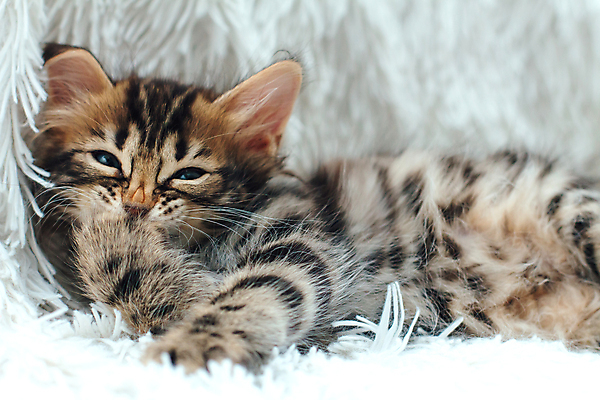 포토 JPG 해외이미지 동물 백그라운드 장난 포유류 자연 놀이 수염 주택 털 실내 동양인 사람없음 반려동물 뷰티 고양이 줄무늬 흰색 점 작음 담요 모피 호기심 부드러움 숯 솜털 불만 해외포토 감정 컬러 컨셉 무늬 인종 내부 건물 감각 크기 생태계 파일형식 이미지허브