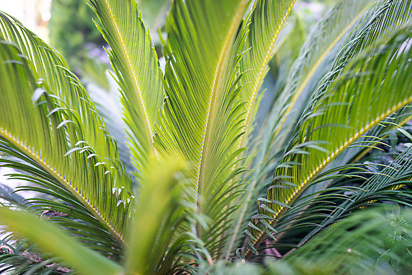 포토 JPG 해외이미지 나무 식물 백그라운드 잎 패턴 자연 벽지 추상 손바닥 미술 사람없음 초록색 뷰티 유행 우주 정원 봄 성장 정상 숲 질감 내추럴 떠남 이국적 해외포토 손 계절 컬러 무늬 모션 문화예술 생태계 파일형식 이미지허브