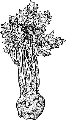 포토 JPG 해외이미지 식물 손 디자인 배너 선 음식 백그라운드 농업 채소 재료 자연 표시 추상 건강 요리 미술 사람없음 그래픽 장식 초록색 세트 농장 주방 정원 샐러드 신선 시장 약초 낙서 인쇄 스케치 허브 오브젝트 메뉴 그림 유기농 양배추 채식주의자 힙스터 비건 국경 해외포토 웰빙 패션 산업 컬러 무늬 문화예술 신체부위 풀_식물 생태계 채식 파일형식 이미지허브