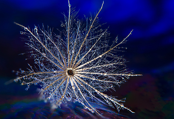 포토 JPG 해외이미지 식물 계절 꽃 백그라운드 꽃무늬 자연 추상 사람없음 파란색 뷰티 정원 봄 벚꽃 흰색 민들레 묘사 싱글 부드러움 내추럴 해외포토 컬러 무늬 감각 생태계 파일형식 이미지허브