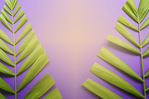 포토 JPG 해외이미지 기독교 종교 컨셉 십자가 잎 부활절 손바닥 사람없음 우주 믿음 공백 천주교 기도 예수 메시지 심볼 신성 희생 일요일 단식 숭배 신앙심 카피스페이스 해외포토 식물 손 기념일 감정 신_종교 요일 파일형식 이미지허브