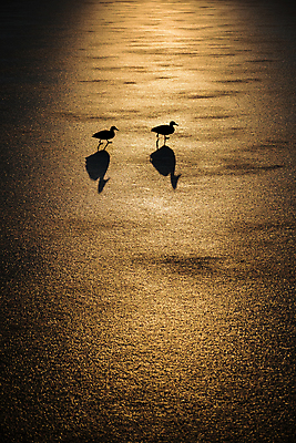 포토 JPG 해외이미지 동물 커플 공원 여자 남자 유럽 호수 백그라운드 가족 자연 조류 오리 사람없음 야외 초록색 컬러풀 반사 갈색 냉동 얼음 추위 가을 녹음 연못 그룹 11월 배고픔 깃털 서리 부리 청둥오리 내추럴 생태학 수유 해외포토 자연요소 계절 공공시설 교육 나라 컬러 관계 사람 기록 날짜 생태계 파일형식 이미지허브