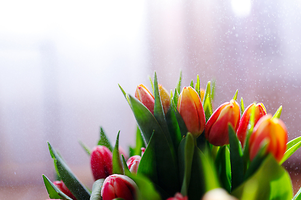 포토 JPG 해외이미지 식물 전통 꽃 분홍색 꽃다발 백그라운드 잎 꽃무늬 자연 탁자 엄마 휴가 발렌타인데이 선물 사랑 사람없음 장식 초록색 파란색 빛 컬러풀 뷰티 우주 귀여움 봄 낭만 튤립 흰색 축하 인사 신선 신용카드 플랫 정상 다발 배열 레이아웃 위치 내추럴 파스텔톤 국경 해외포토 계절 감정 컬러 가구 컨셉 무늬 가족 데이이벤트 금융 예절 생태계 파일형식 이미지허브