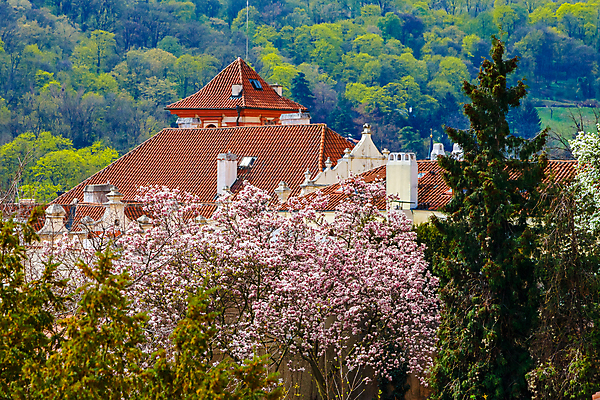 포토 JPG 해외이미지 나무 식물 꽃잎 꽃 백그라운드 잎 사람없음 벚꽃 나뭇가지 해외포토 파일형식 이미지허브