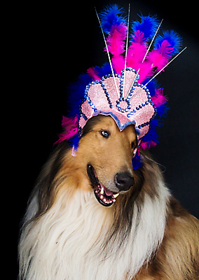 포토 JPG 해외이미지 드레스 옷 행복 음악 백그라운드 왕관 바닥 사람없음 반려동물 펜 검은색 축제 기쁨 축하 머리띠 거친 개 강아지 제비꽃 깃털 옷입기 라일락 여왕 건포도 고립 리우데자네이루 마스코트 카피스페이스 해외포토 동물 꽃 감정 컬러 컨셉 장신구 포유류 모션 포도 문화예술 필기구 공백 브라질 건과일 파일형식 이미지허브