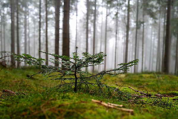 포토 JPG 해외이미지 나무 식물 공원 지구 백그라운드 농업 자연 새로움 이끼 씨앗 사람없음 야외 목재 초록색 빛 농장 새싹 환경 안개 성장 나뭇가지 신선 숲 작음 내추럴 땅바닥 모종 뿌연 삼림지대 생태학 심기 해외포토 공공시설 교육 산업 컬러 컨셉 재료 모션 날씨 바닥 크기 생태계 파일형식 이미지허브