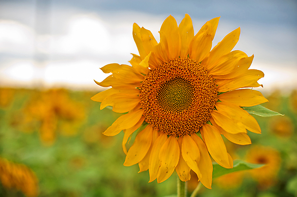 포토 JPG 해외이미지 주간 해바라기 풍경 사람없음 야외 아웃포커스 여름 해외포토 자연요소 계절 꽃 촬영기법 파일형식 이미지허브