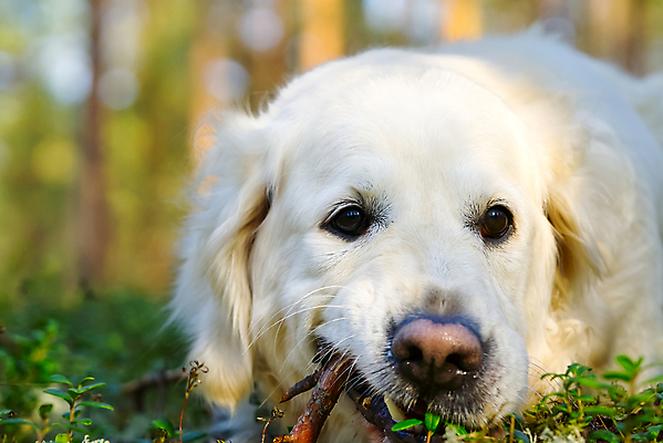 포토 JPG 해외이미지 주간 한마리 반려견 사람없음 야외 아웃포커스 반려동물 산책 골든리트리버 강아지 해외포토 자연요소 동물 1 휴식 촬영기법 개 리트리버 파일형식 이미지허브