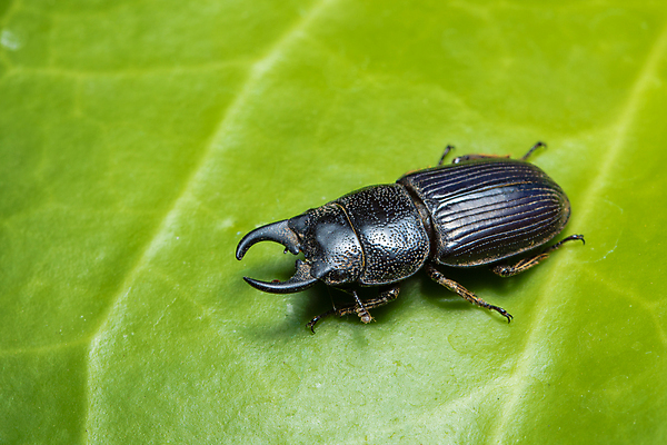 포토 JPG 해외이미지 동물 남자 아시아 야생동물 섬 곤충 백그라운드 자연 산 동양인 사람없음 일본 벌레 숲 딱정벌레 내추럴 해외포토 나라 사람 인종 생태계 파일형식 이미지허브