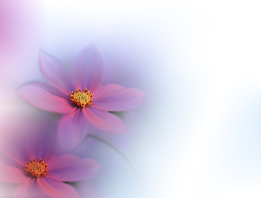 포토 JPG 해외이미지 식물 디자인 배너 꽃 백그라운드 꽃무늬 자연 벽지 추상 휴가 새로움 기념 사랑 미술 사람없음 장식 여름 컬러풀 뷰티 봄 낭만 덮개 벚꽃 물방울 축하 인사 신용카드 메뉴 데이지 캔버스 초대 파스텔톤 국경 해외포토 계절 감정 컬러 컨셉 무늬 문화예술 금융 뚜껑 예절 생태계 파일형식 이미지허브